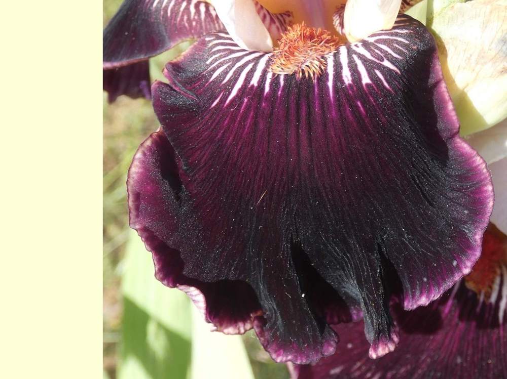 sépale de iridaceae iris barbu cv. 'taste the magic'