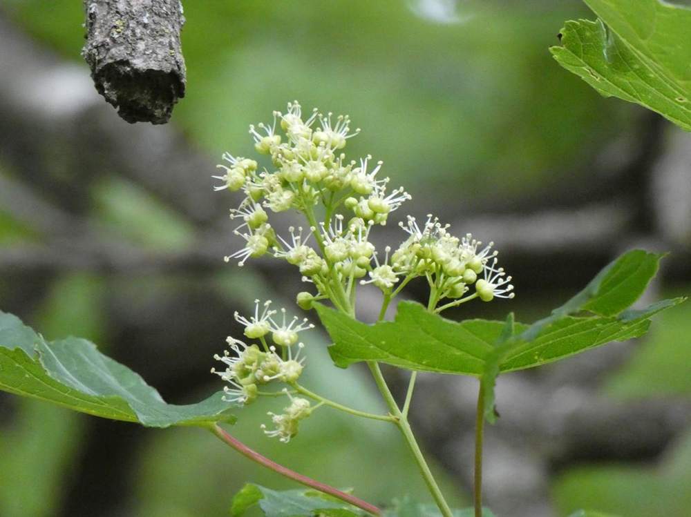 fleur de aceraceae acer tataricum ssp. tataricum