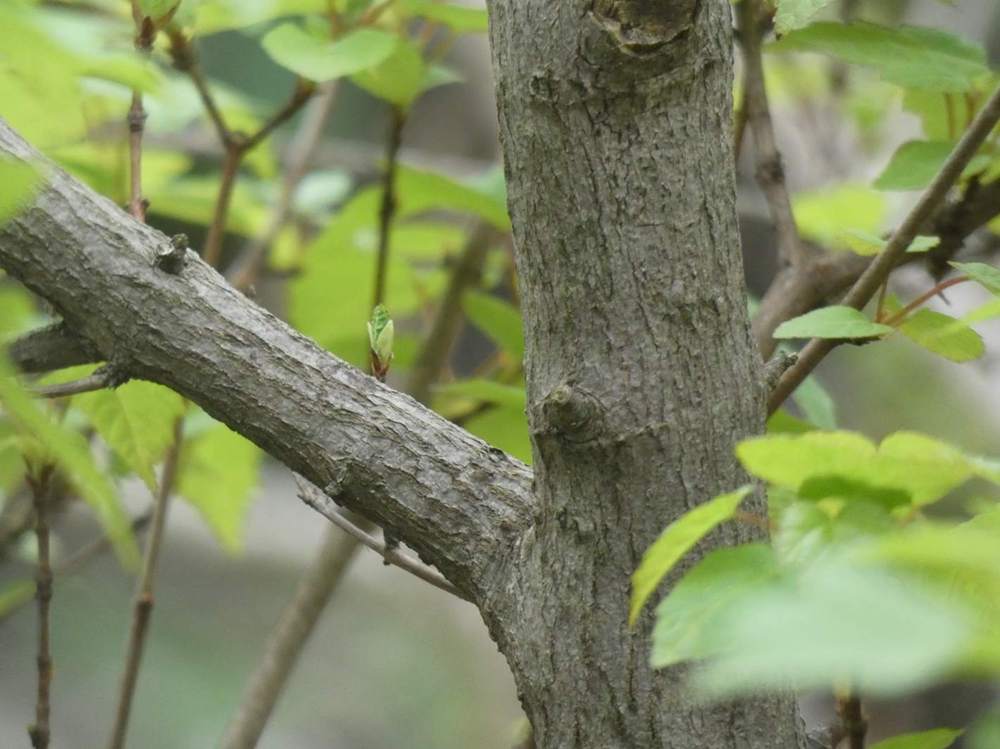 écorce de aceraceae acer tataricum ssp. tataricum