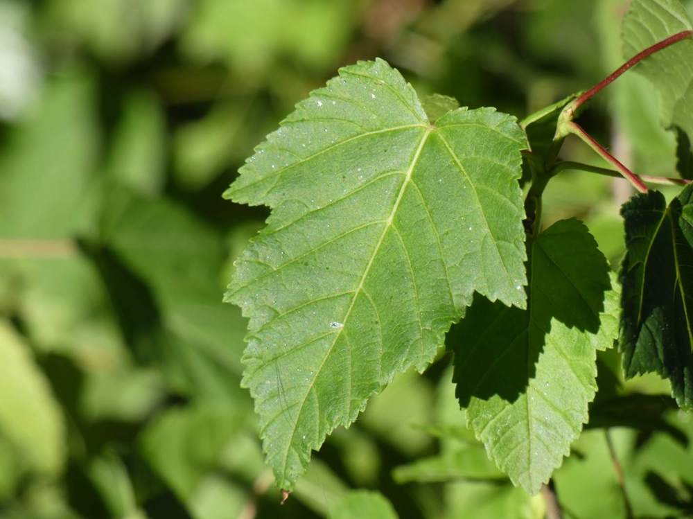 printemps de aceraceae acer tataricum ssp. tataricum