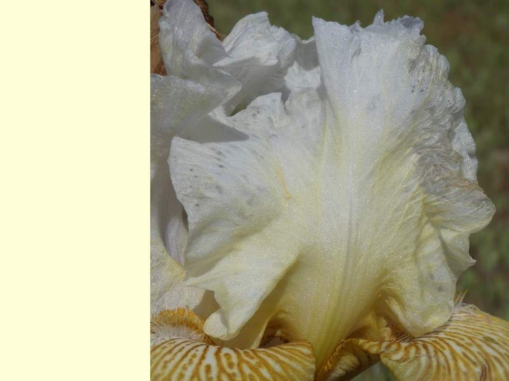 pétale de iridaceae iris barbu cv. 'tatras eagle'