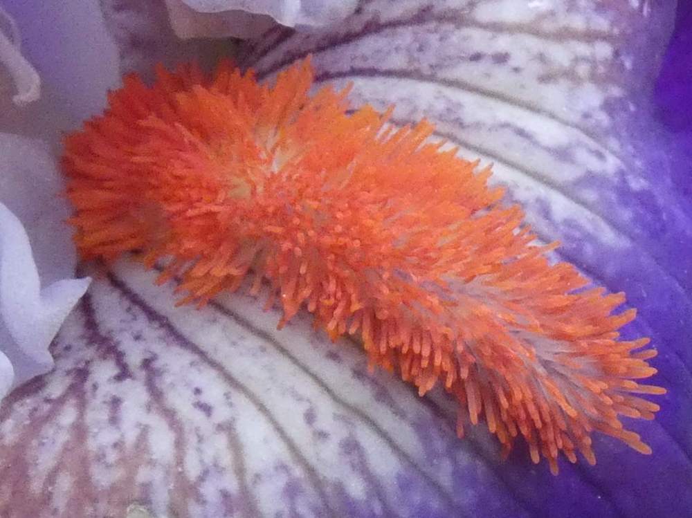 barbe de iridaceae iris barbu cv. 'team spirit'