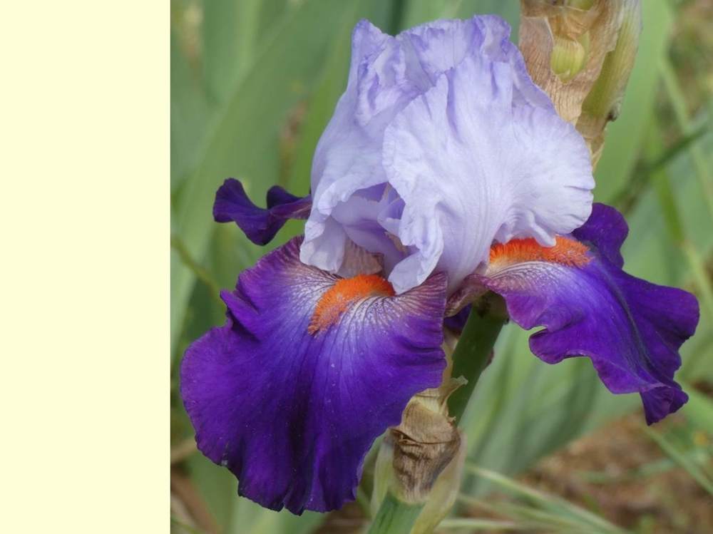 iridaceae iris barbu cv. 'team spirit'