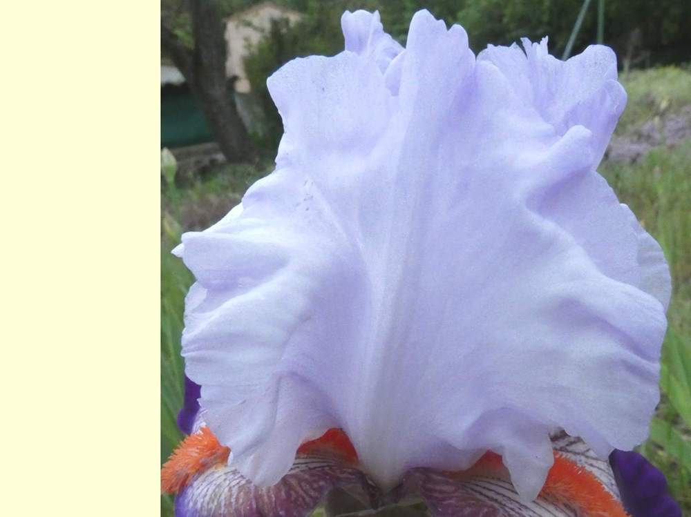 pétale de iridaceae iris barbu cv. 'team spirit'