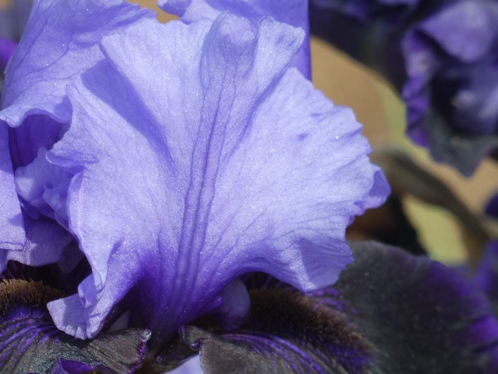 pétale de iridaceae iris barbu cv. 'tendu vers l'abîme'