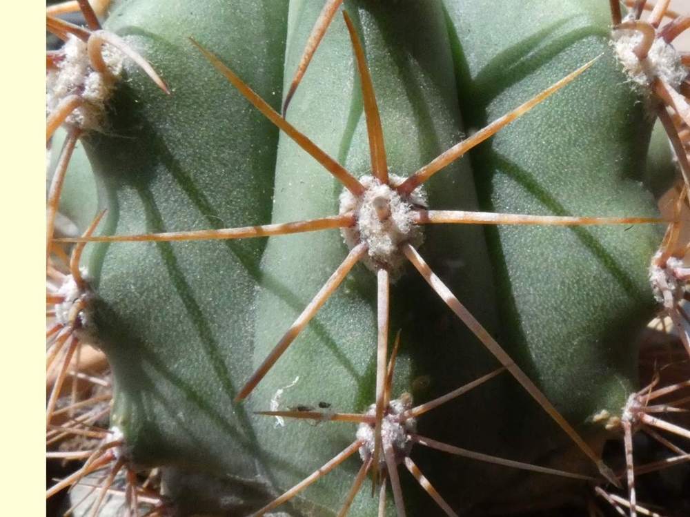 aréole-aiguillon de cactaceae trichocereus terscheckii