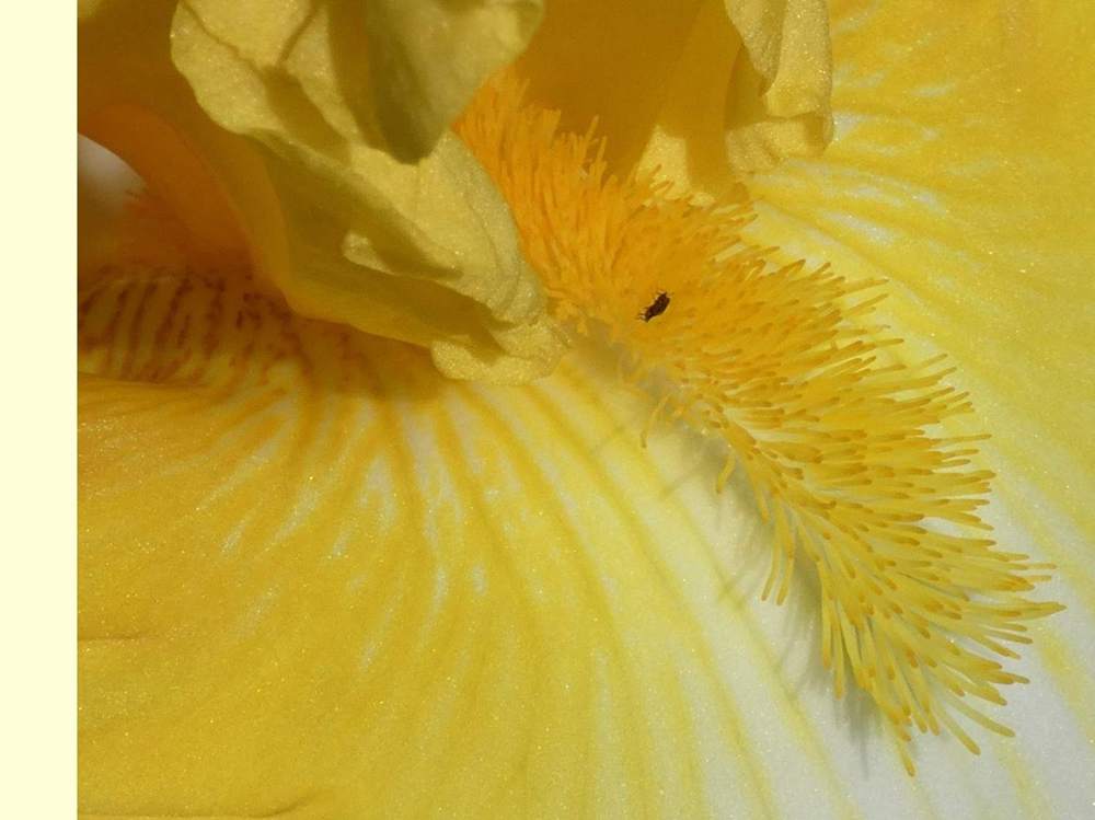 barbe de iridaceae iris barbu cv. 'that's all folks'