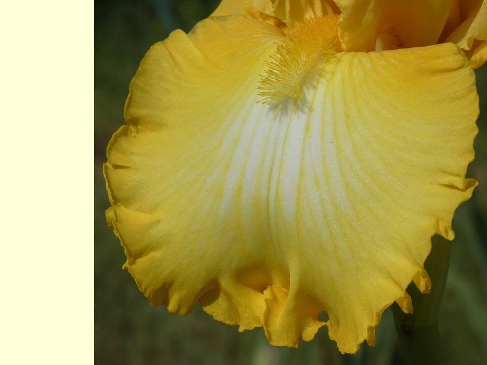 sépale de iridaceae iris barbu cv. 'that's all folks'