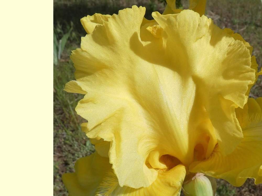 pétale de iridaceae iris barbu cv. 'that's all folks'