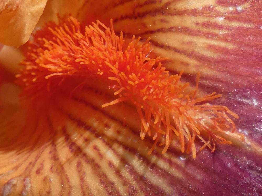 barbe de iridaceae iris barbu cv. 'torero'