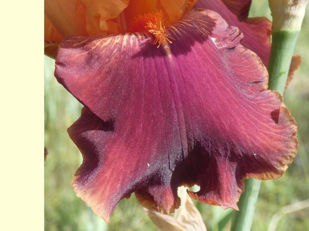 sépale de iridaceae iris barbu cv. 'torero'