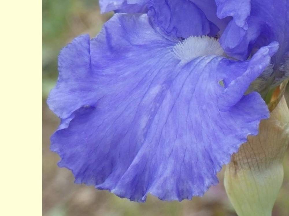 sépale de iridaceae iris barbu cv. 'touch of sky'