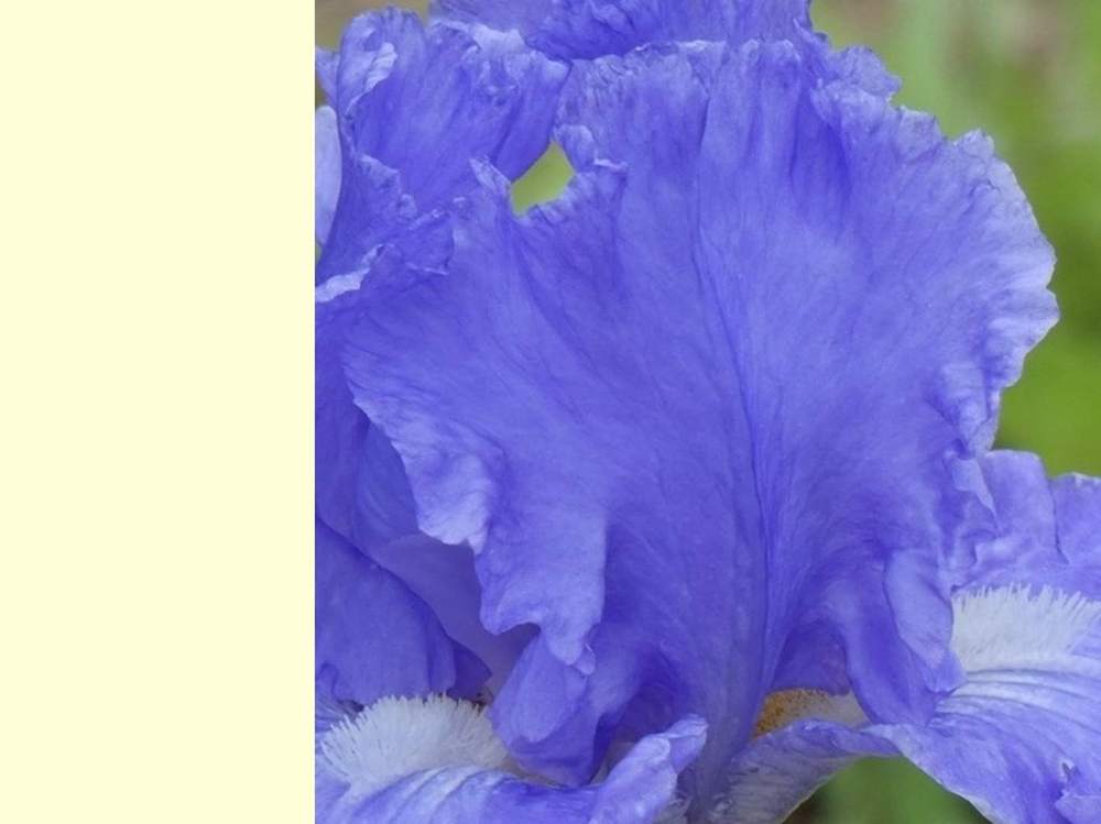 pétale de iridaceae iris barbu cv. 'touch of sky'