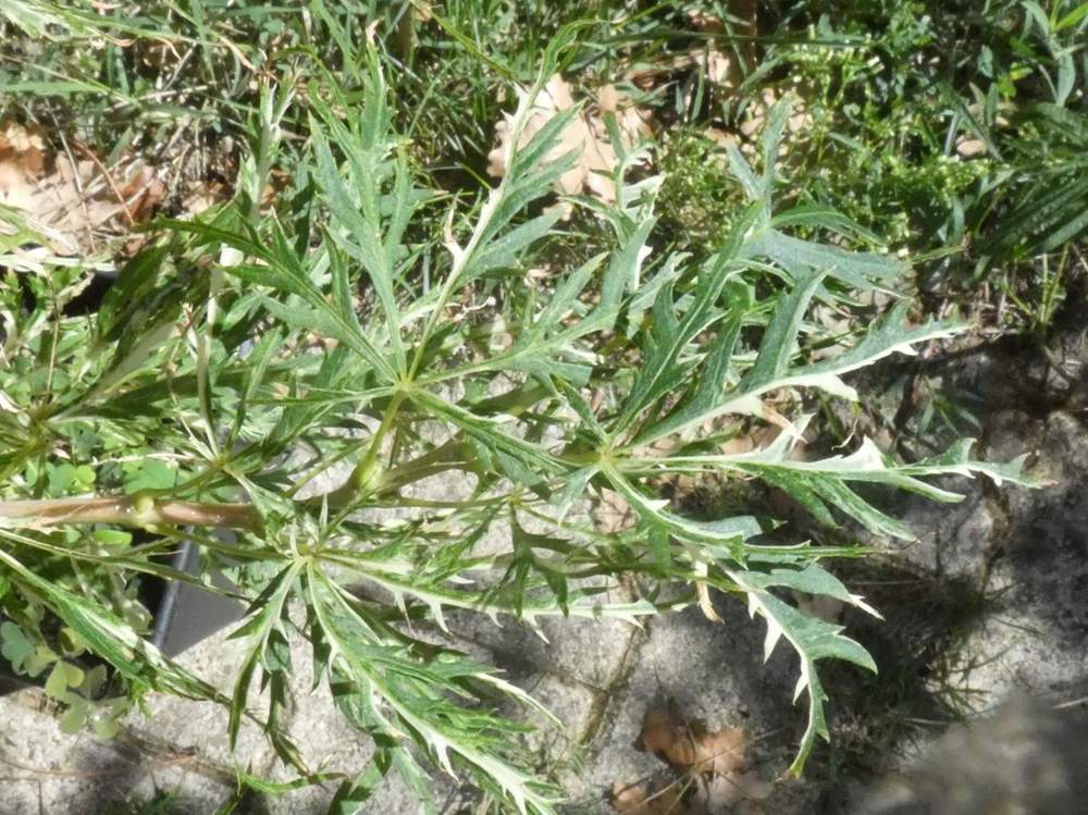 été de aceraceae acer palmatum ssp. matsumurae gr. dissectum cv. 'toyama nishiki'