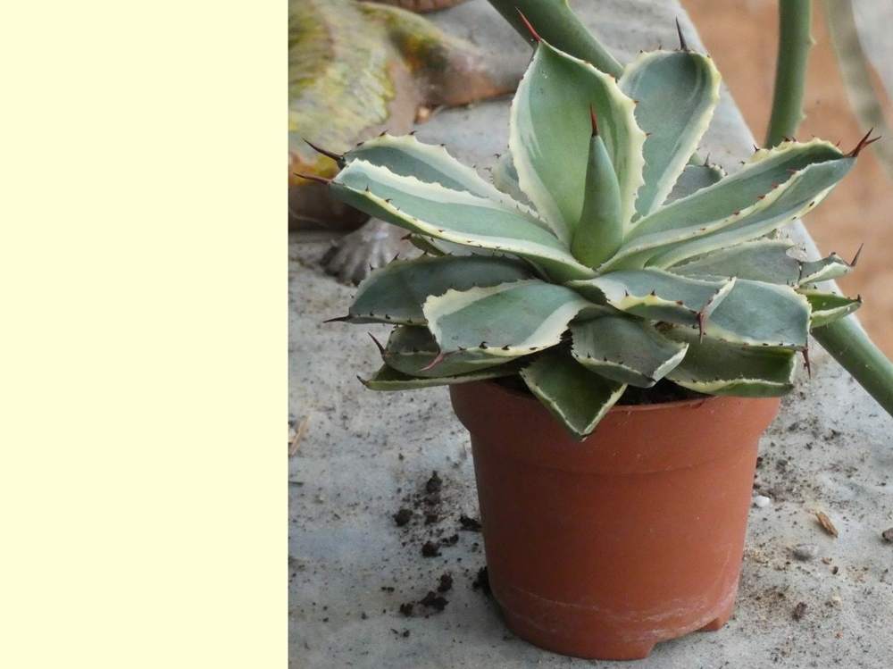 Agavaceae Agave potatorum cv. 'tradewinds'