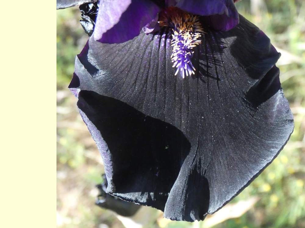 sépale de iridaceae iris barbu cv. 'twilight tear'