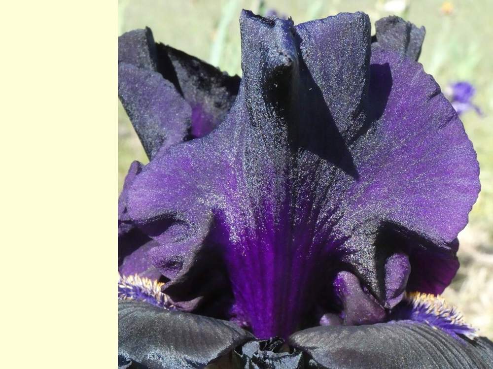 pétale de iridaceae iris barbu cv. 'twilight tear'