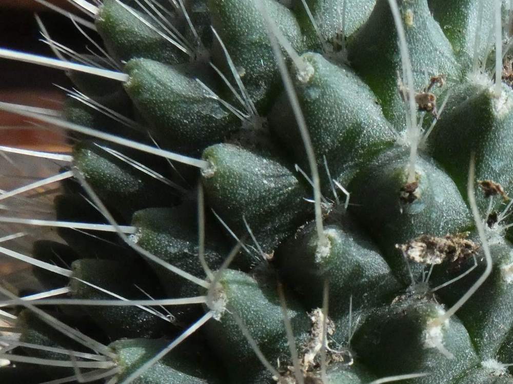 aréole-aiguillon de cactaceae mammillaria spinosissima cv. 'un pico'
