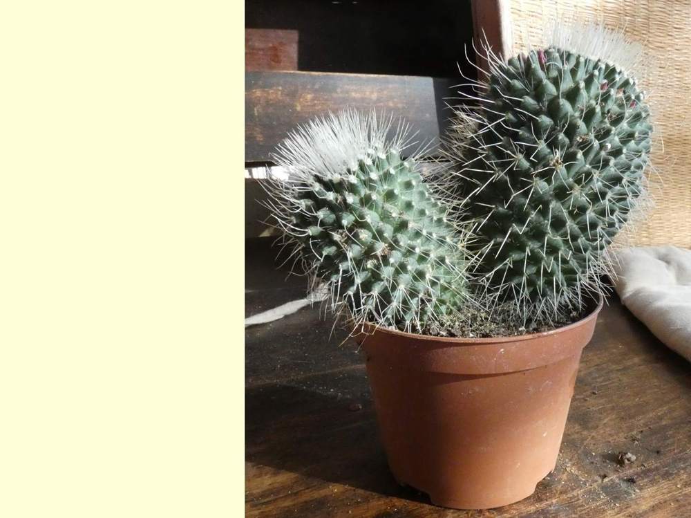 Cactaceae Mammillaria spinosissima cv 'un pico'