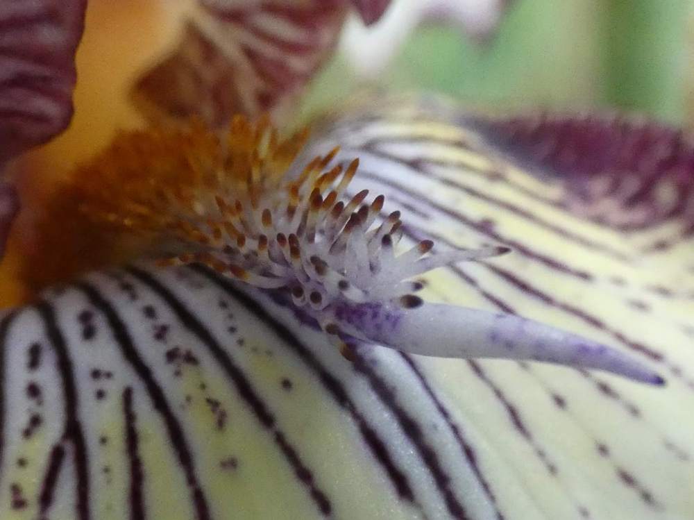 barbe de iridaceae iris barbu cv. 'vadedro 107'