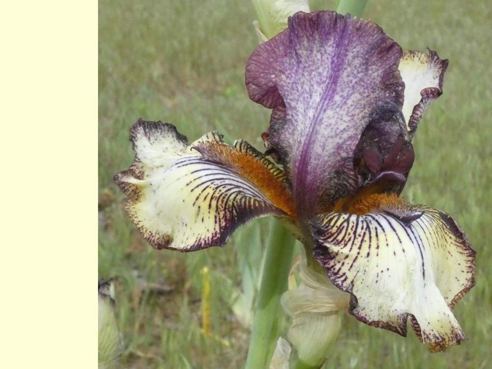 iridaceae iris barbu cv. 'vadedro 107'