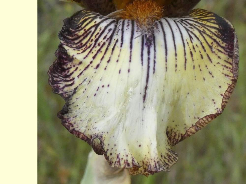 sépale de iridaceae iris barbu cv. 'vadedro 107'