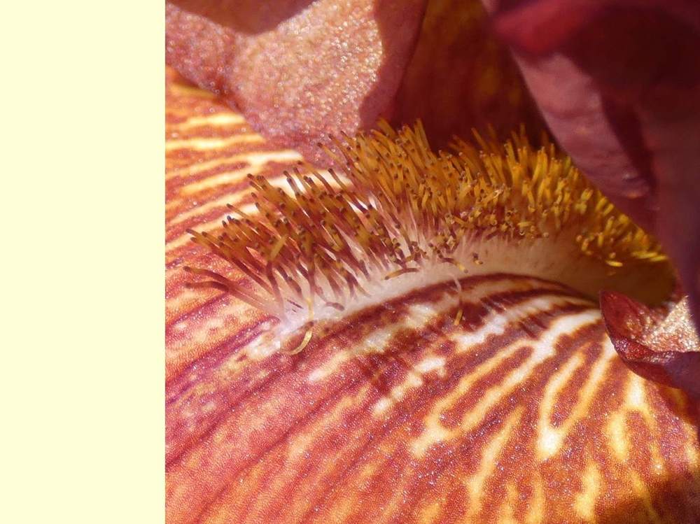 barbe de iridaceae iris barbu cv. 'vadedro 109'