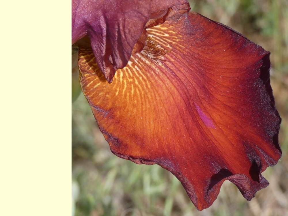 sépale de iridaceae iris barbu cv. 'vadedro 109'