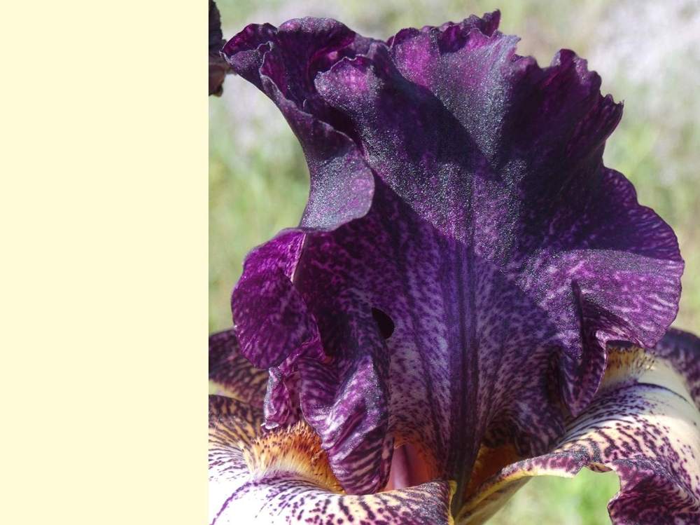 pétale de iridaceae iris barbu cv. 'vadedro 117'