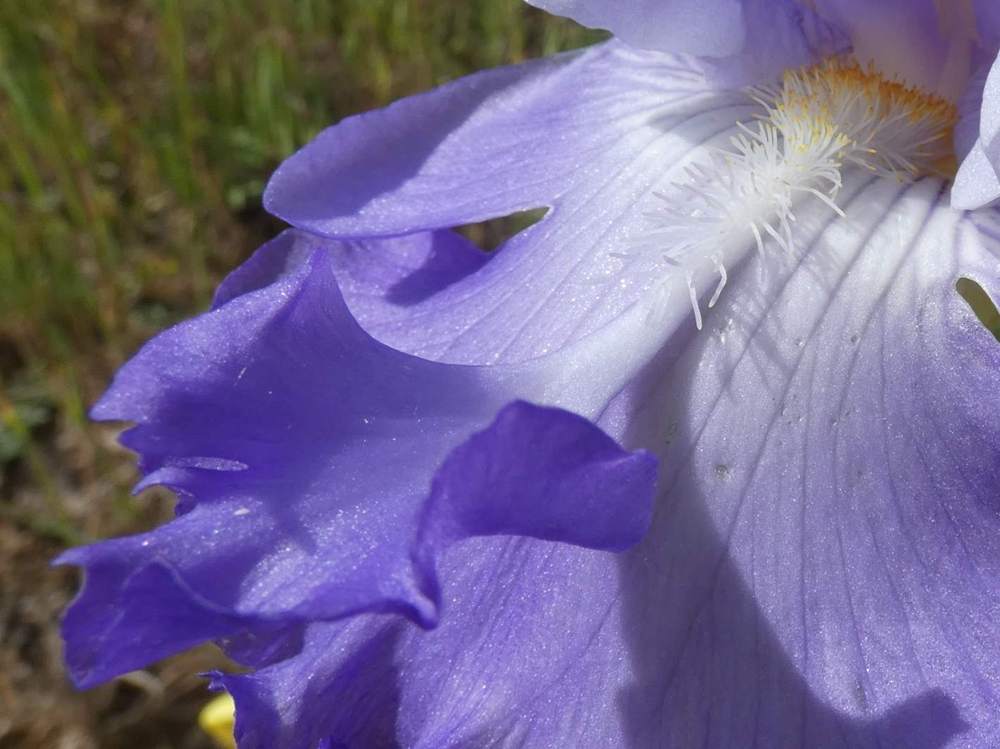 barbe de iridaceae iris barbu cv. 'vadedro 127'