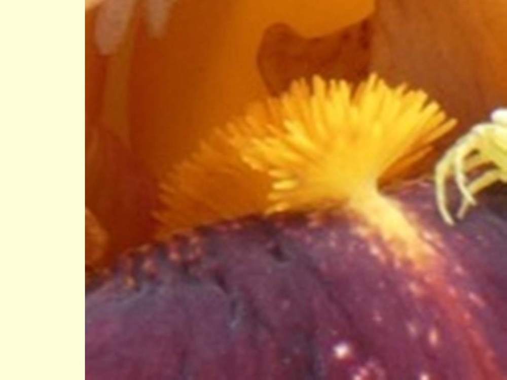 barbe de iridaceae iris barbu cv. 'vadedro b2'