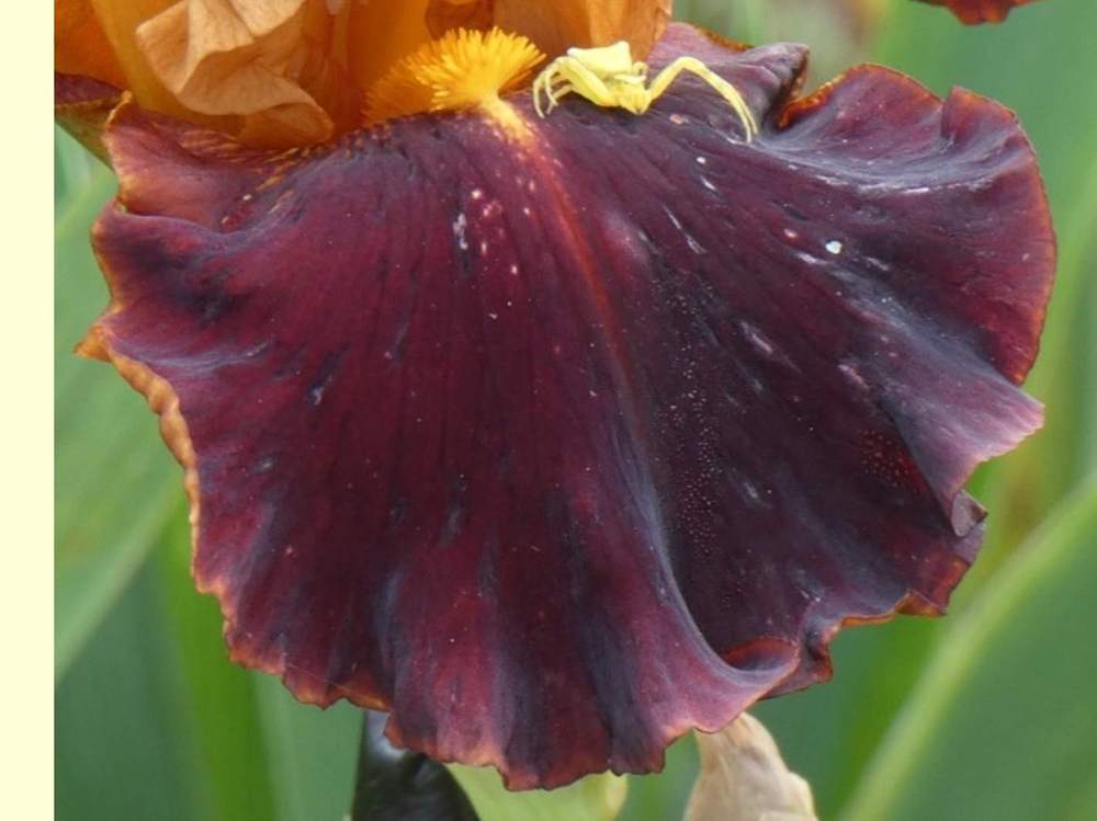 sépale de iridaceae iris barbu cv. 'vadedro b2'