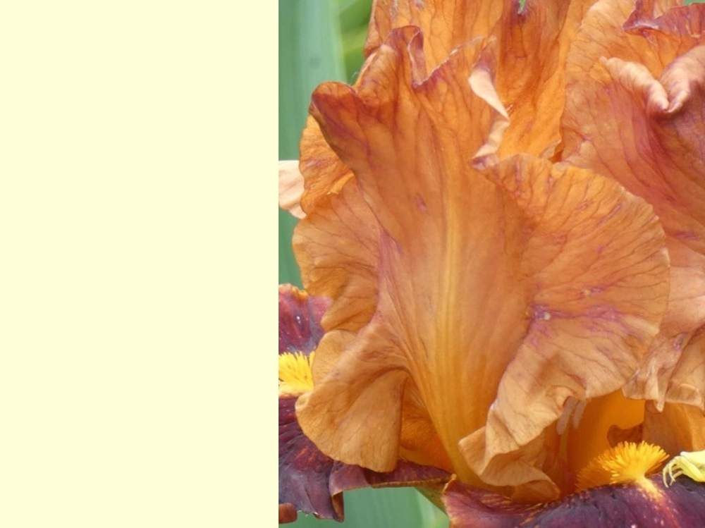 pétale de iridaceae iris barbu cv. 'vadedro b2'