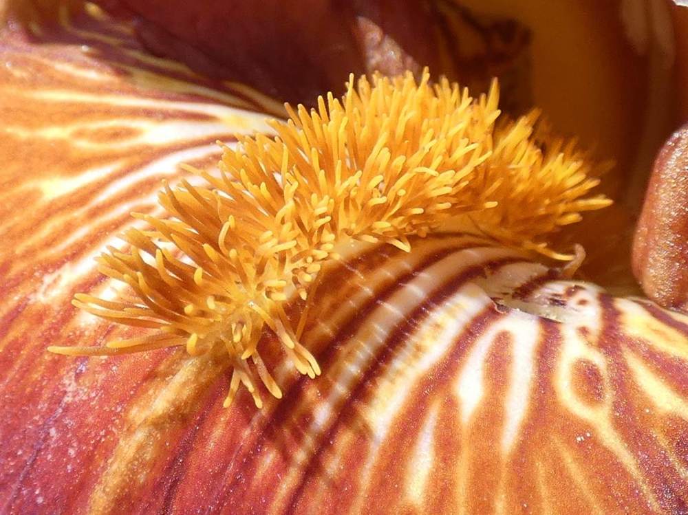 barbe de iridaceae iris barbu cv. 'vadedro b30'