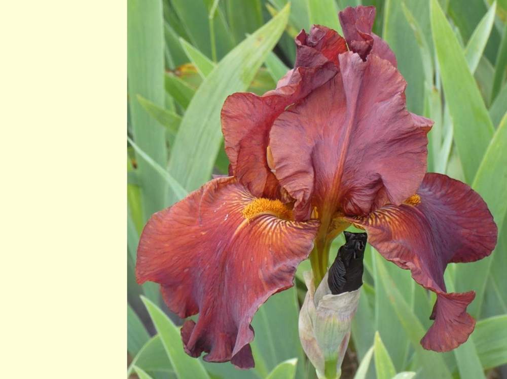 iridaceae iris barbu cv. 'vadedro b30'