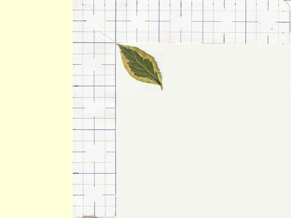 Caprifoliaceae Weigela florida f. variegata