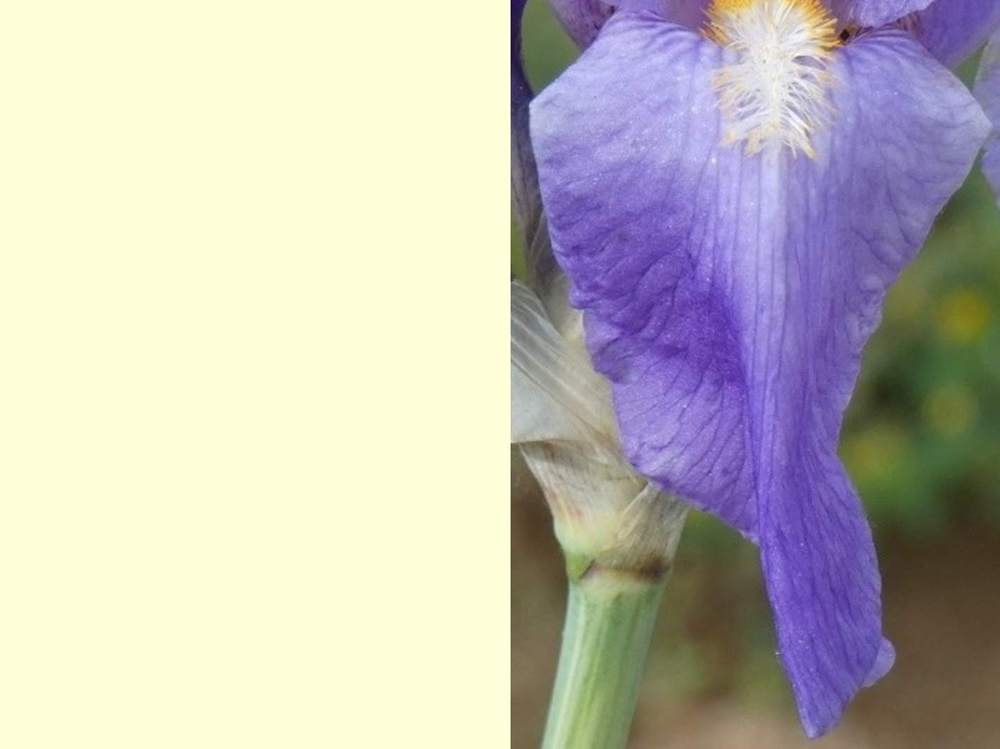 sépale de iridaceae iris barbu ssp. variegata