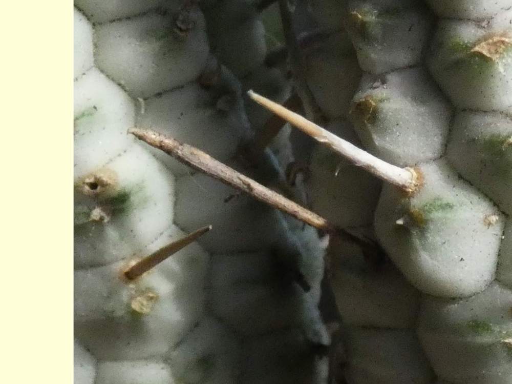 aréole-aiguillon de euphorbiaceae euphorbia mammillaris f. variegata