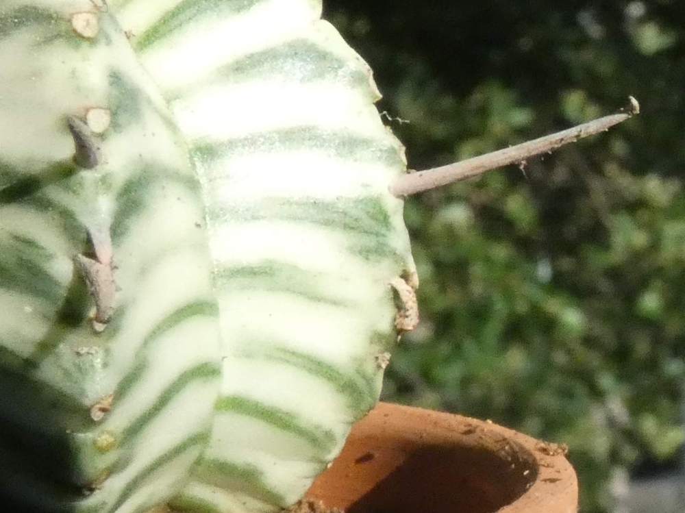 aréole-aiguillon de euphorbiaceae euphorbia meloformis f. variegata