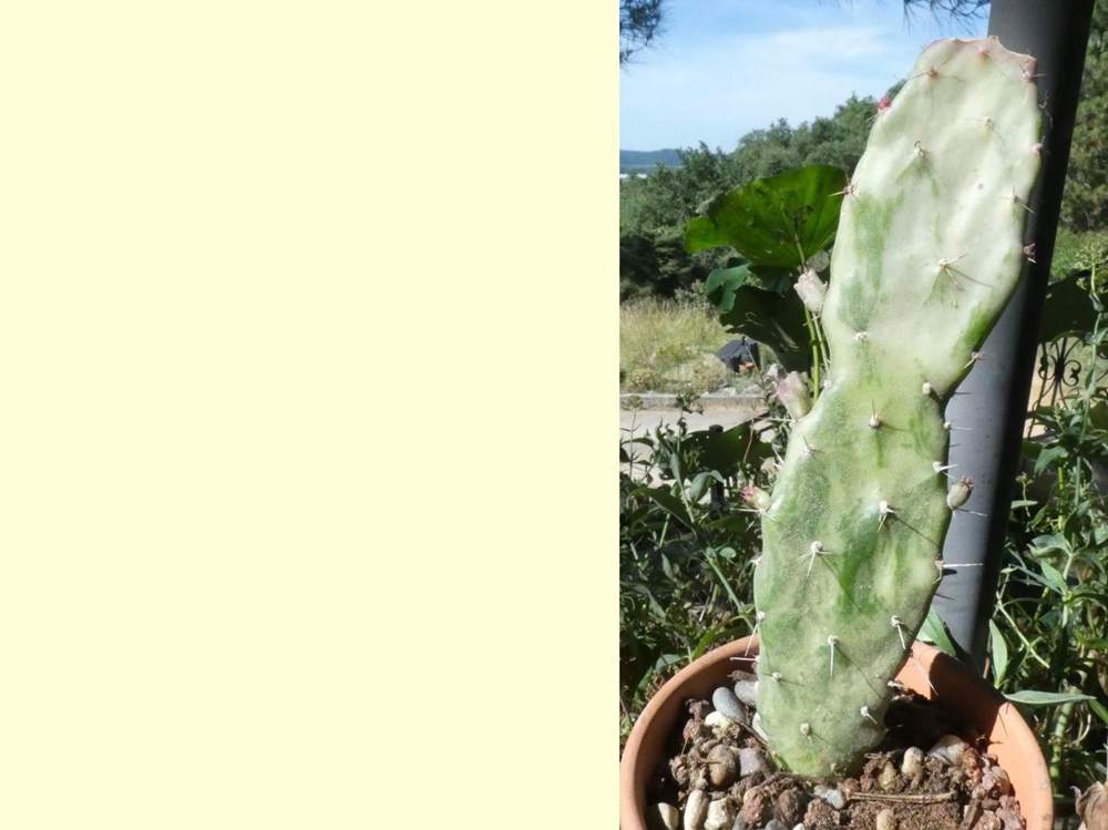 Cactaceae opuntia monacantha f. variegata