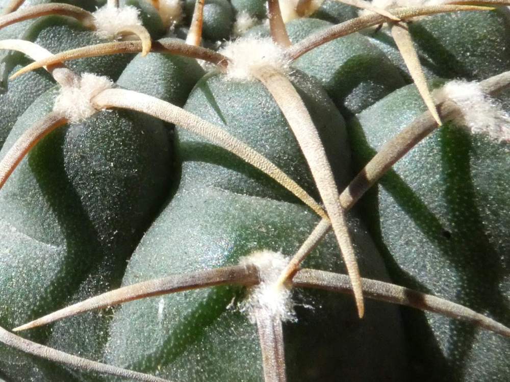 aréole-aiguillon de cactaceae gymnocalycium ochoterenae ssp. vatteri