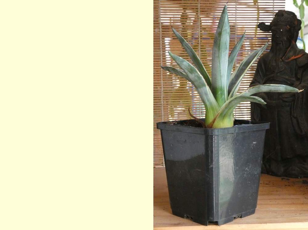 Agavaceae Agave sisalana cv. 'vegas strip'