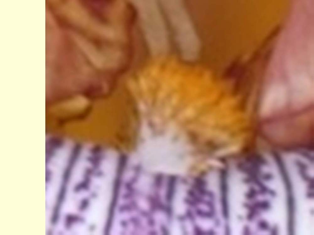 barbe de iridaceae iris barbu cv. 'vibrations'