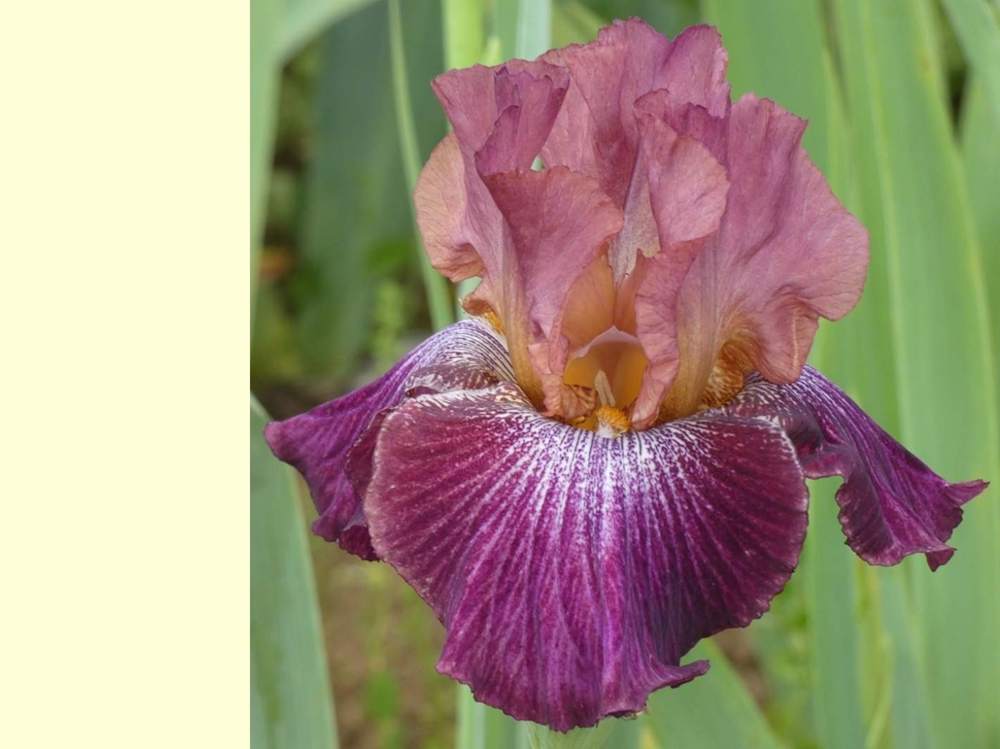 iridaceae iris barbu cv. 'vibrations'