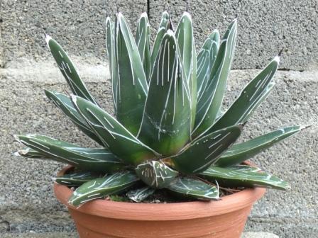 visuel Agave victoriae-reginae