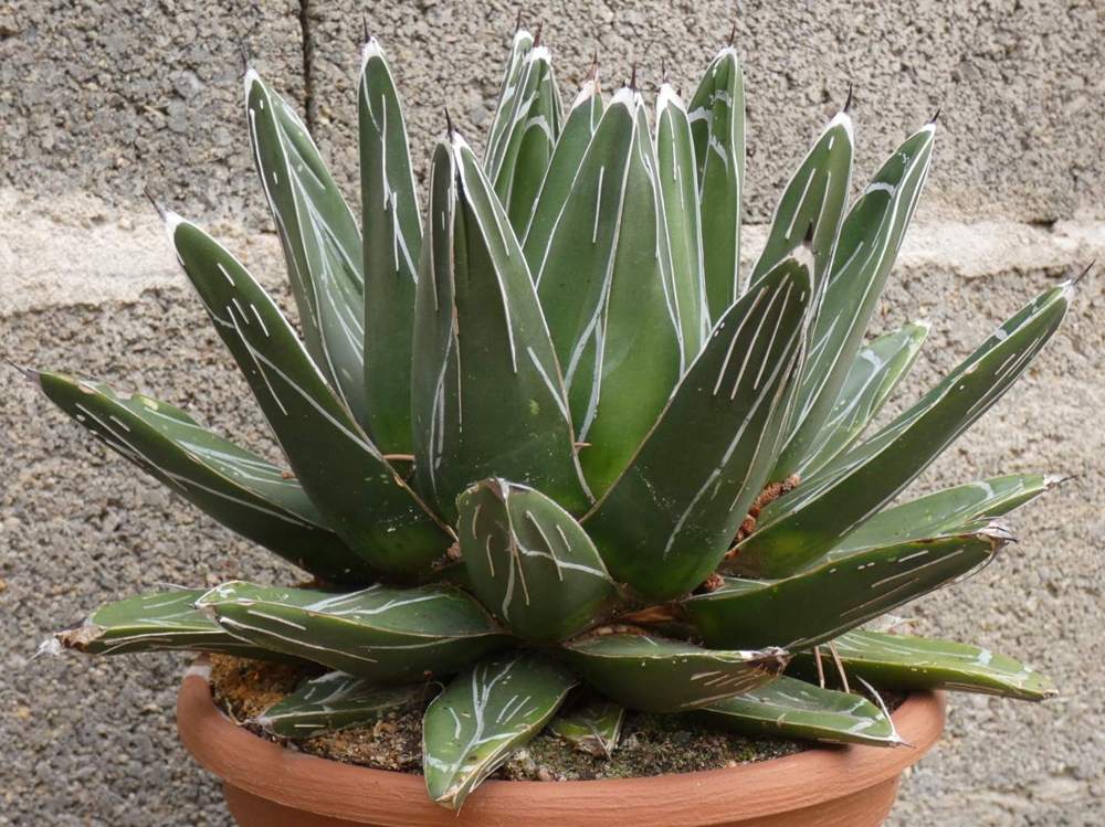Agavaceae Agave victoriae-reginae