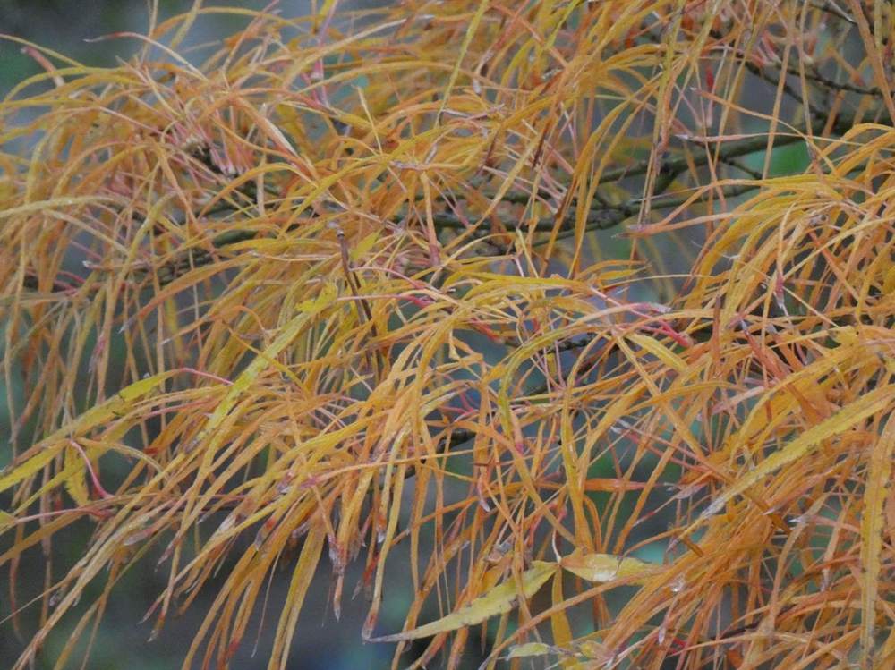 automne de aceraceae acer palmatum gr. linearilobum cv. 'villa taranto'