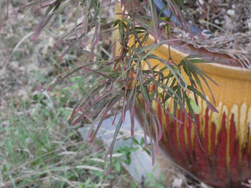 été de aceraceae acer palmatum gr. linearilobum cv. 'villa taranto'