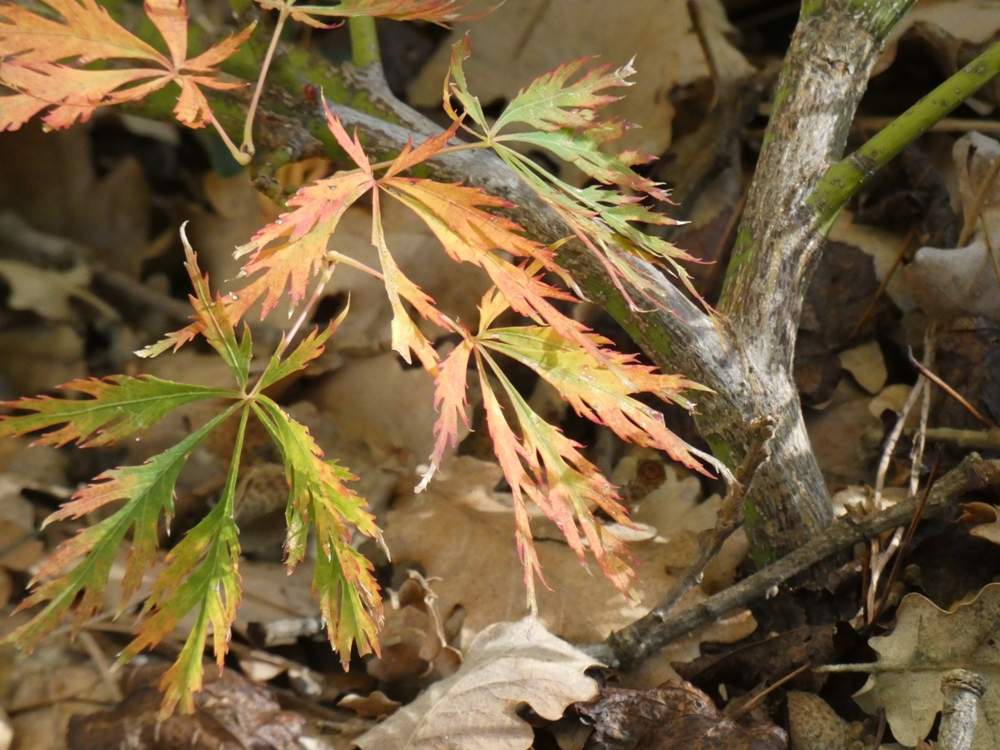 automne de aceraceae acer palmatum ssp. matsumurae gr. dissectum cv. 'viridis'