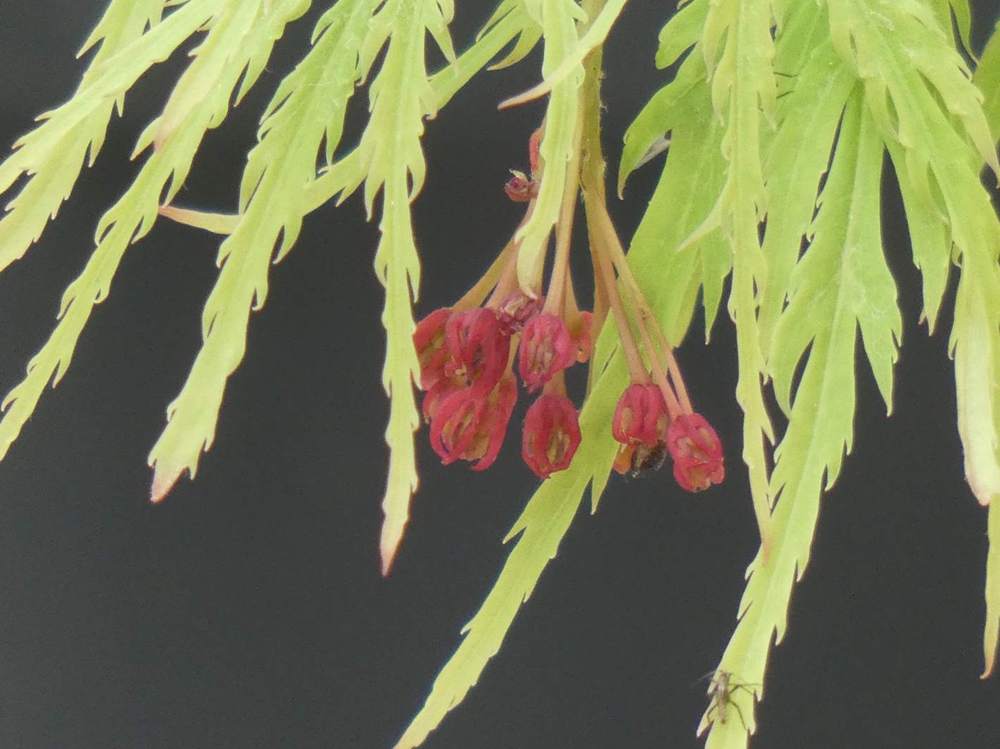 fleur de aceraceae acer palmatum ssp. matsumurae gr. dissectum cv. 'viridis'